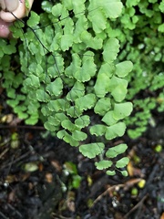 Adiantum poiretii