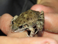 Leptodactylus fuscus