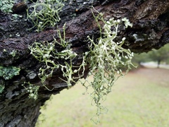 Ramalina stenospora
