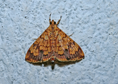 Portentomorpha xanthialis