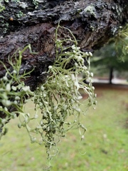 Ramalina stenospora