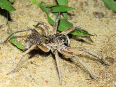 Pavocosa