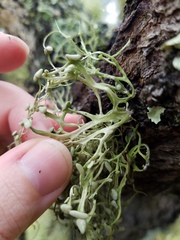 Ramalina stenospora