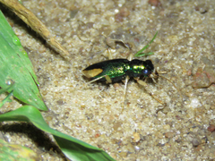 Tetracha