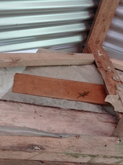 Sphenomorphus sanctus