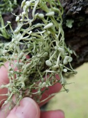 Ramalina stenospora