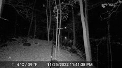 Odocoileus virginianus