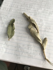 Tarchonanthus littoralis