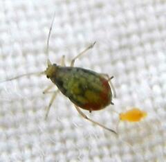 Rhopalosiphum