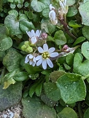 Draba verna