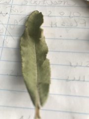 Tarchonanthus littoralis