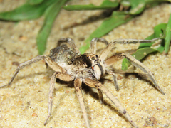 Pavocosa