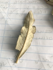 Tarchonanthus littoralis