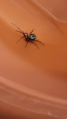Steatoda triangulosa
