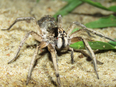 Pavocosa