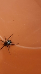 Steatoda triangulosa
