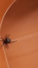 Steatoda triangulosa