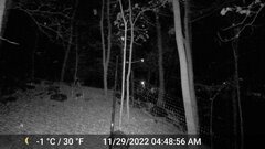 Odocoileus virginianus