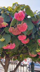 Dombeya wallichii