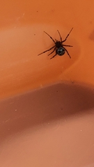 Steatoda triangulosa