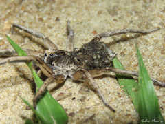 Pavocosa