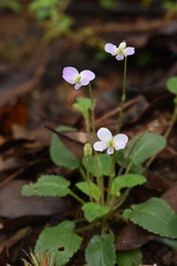 Viola diffusa
