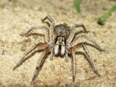 Pavocosa