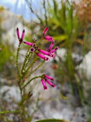 Erica cristata