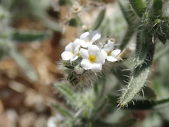 Cryptantha barbigera