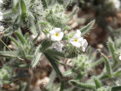Cryptantha barbigera