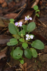 Viola diffusa