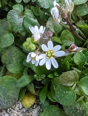 Draba verna