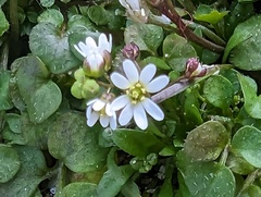Draba verna