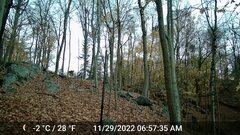 Odocoileus virginianus