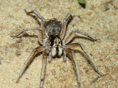 Pavocosa
