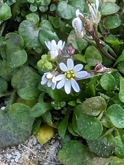 Draba verna