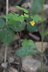 Oxalis stricta