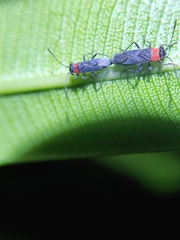 Aethalotus nigriventris