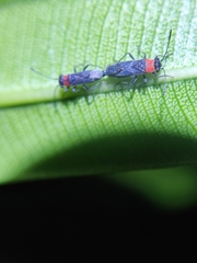 Aethalotus nigriventris