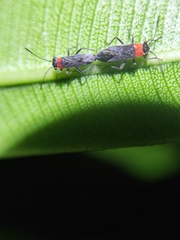 Aethalotus nigriventris