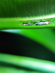 Aethalotus nigriventris