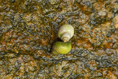 Littorininae