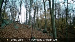 Odocoileus virginianus