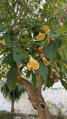 Brugmansia arborea