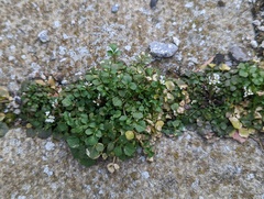 Draba verna