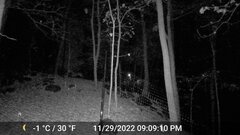 Odocoileus virginianus