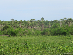 Copernicia prunifera