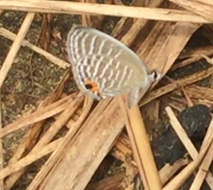 Jamides celeno aelianus