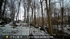 Odocoileus virginianus