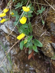 Calceolaria parviflora